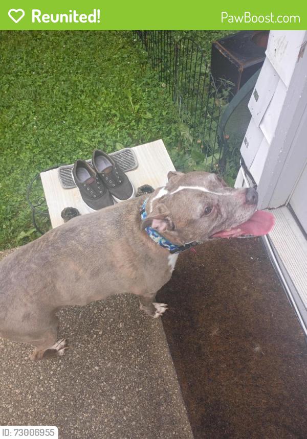 Reunited Female Dog last seen Azelda st Weber rd, Columbus, OH 43224