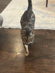 Lost Male Cat last seen Coca Cola dr. & st. Margaret blvd , Elkridge, MD 21076