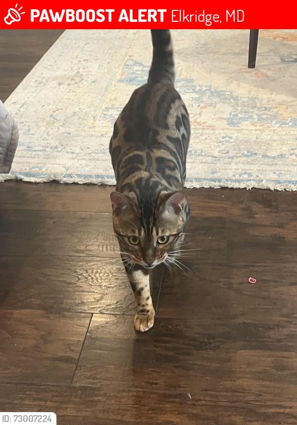 Lost Male Cat last seen Coca Cola dr. & st. Margaret blvd , Elkridge, MD 21076