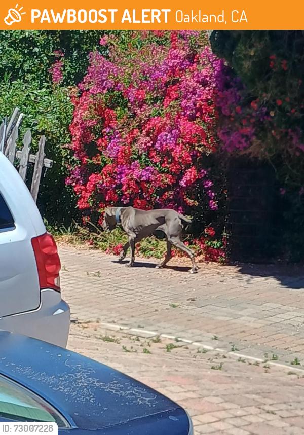 Found/Stray Unknown Dog last seen Simson and Buena Vista , Oakland, CA 94605
