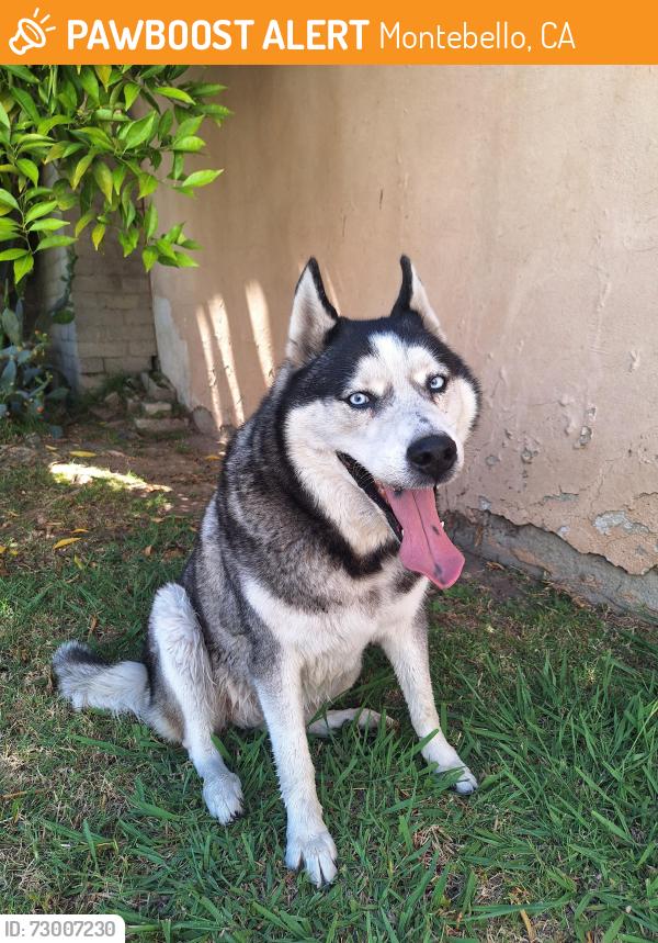 Found/Stray Male Dog last seen Vail and Whittier Blvd, Montebello, CA , Montebello, CA 90640