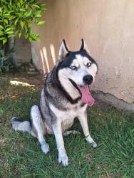 Found/Stray Male Dog last seen Vail and Whittier Blvd, Montebello, CA , Montebello, CA 90640