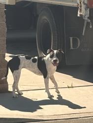 Reunited Unknown Dog last seen Near W Gowan Rd Las Vegas, NV 89108 United States, Las Vegas, NV 89108