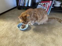 Reunited Male Cat last seen Sungarden and Sunrise, Citrus Heights, CA 95610