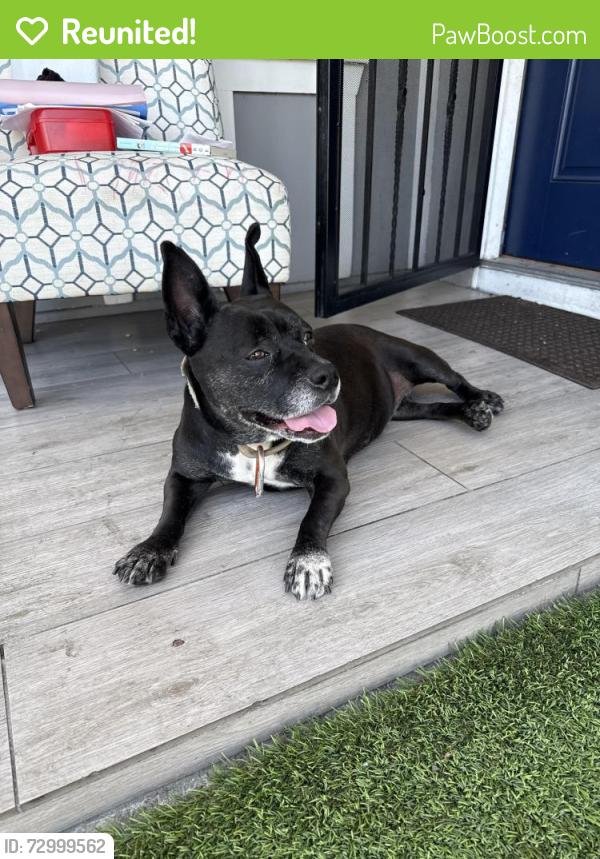 Reunited Female Dog last seen La Palma Ave, Buena Park, CA 90620