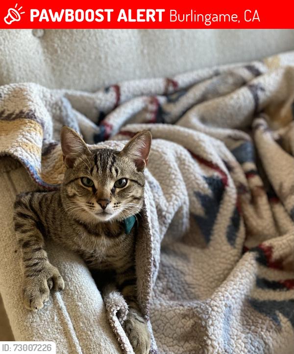 Lost Male Cat last seen El Camino Real and Hillside, Burlingame, CA 94010