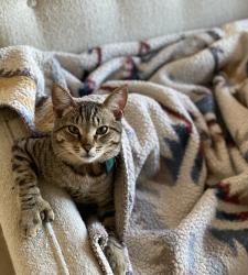 Lost Male Cat last seen El Camino Real and Hillside, Burlingame, CA 94010