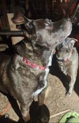 Reunited Male Dog last seen Avila Lane and Eastern Avenue , Sacramento, CA 95864
