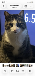 Lost Male Cat last seen Huron Kinloss - Lurgan Beach, Huron-Kinloss, ON N2Z 0B3
