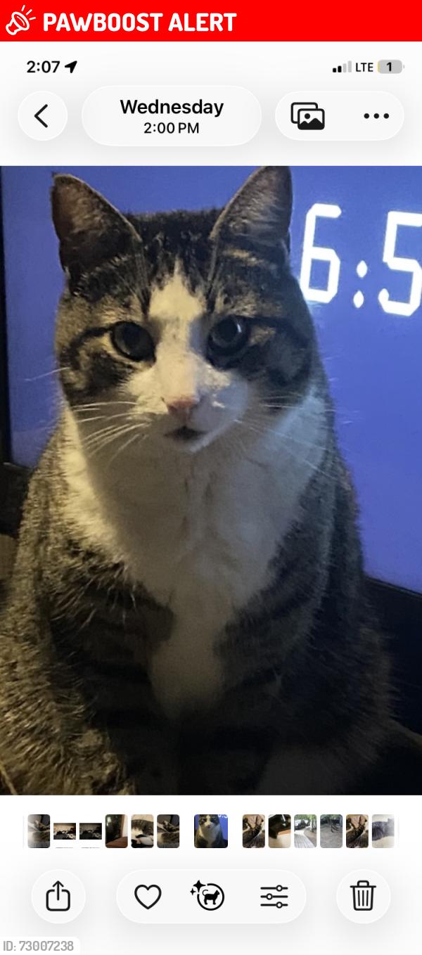 Lost Male Cat last seen Huron Kinloss - Lurgan Beach, Huron-Kinloss, ON N2Z 0B3
