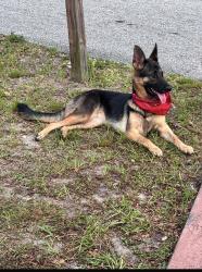 Lost Female Dog last seen Nearest to Silver Spring Shores Community Center , Silver Springs Shores, FL 34472