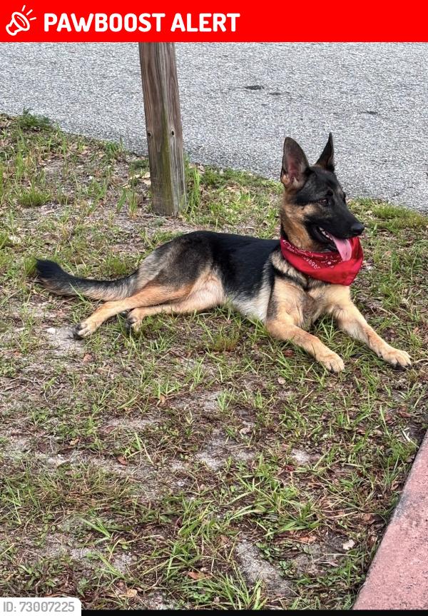 Lost Female Dog last seen Nearest to Silver Spring Shores Community Center , Silver Springs Shores, FL 34472