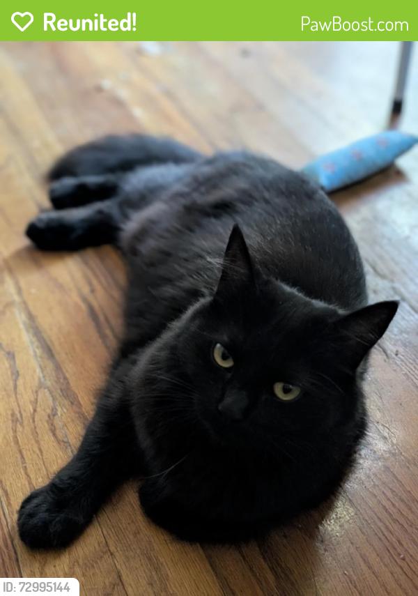 Reunited Female Cat last seen Biggest nearby streets: Western/Melrose, Los Angeles, CA 90004