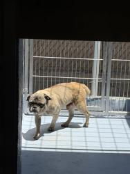Shelter Stray Male Dog last seen , 11258 Garfield Ave, Downey, CA 90242, USA