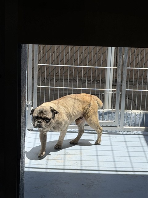 Shelter Stray Male Dog last seen , 11258 Garfield Ave, Downey, CA 90242, USA