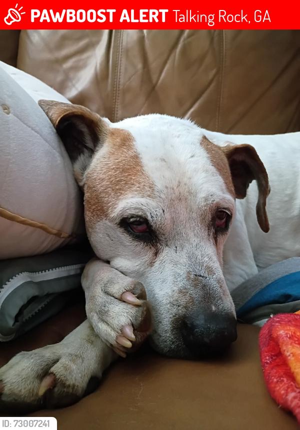 Lost Male Dog last seen Twin mtn lakes, Talking Rock, GA 30175
