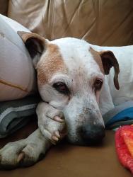 Lost Male Dog last seen Twin mtn lakes, Talking Rock, GA 30175