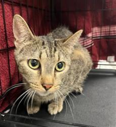 Shelter Stray Female Cat last seen , 14409 Vanowen St, Van Nuys, CA 91405, USA