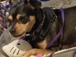 Lost Male Dog last seen Grand and 27th st, Los Angeles, CA 90007