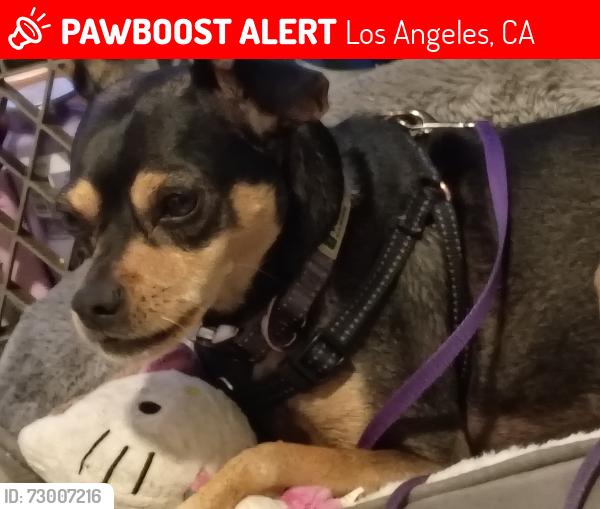 Lost Male Dog last seen Grand and 27th st, Los Angeles, CA 90007