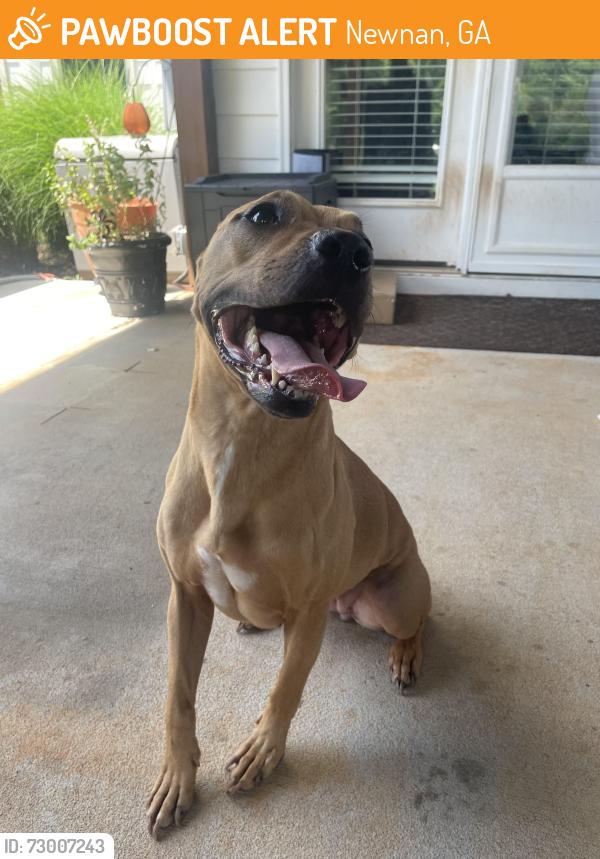 Found/Stray Female Dog last seen Near Herring rd, Newnan, GA 30265