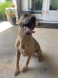 Found/Stray Female Dog last seen Near Herring rd, Newnan, GA 30265