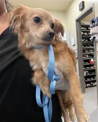 Shelter Stray Male Dog last seen Near BLOCK E FRUITVALE AVE, HEMET CA 92544, San Jacinto, CA 92582, USA