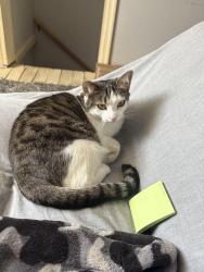 Lost Female Cat last seen Minersville Little League Feild, Minersville, PA 17954