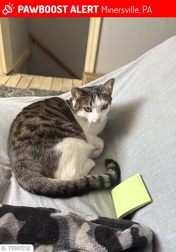 Lost Female Cat last seen Minersville Little League Feild, Minersville, PA 17954