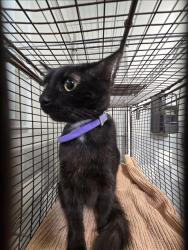 Shelter Stray Female Cat last seen , 957 N Gaffey St, San Pedro, CA 90731, USA