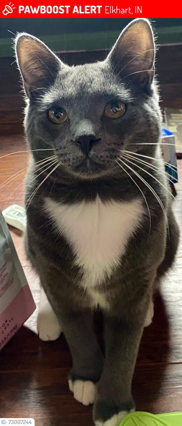 Lost Male Cat last seen On Cameo Ct., off Goshen Ave, Elkhart, IN 46516