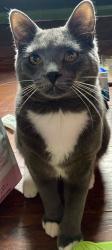 Lost Male Cat last seen On Cameo Ct., off Goshen Ave, Elkhart, IN 46516