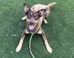 Shelter Stray Male Dog last seen , 3201 Lacy St, Los Angeles, CA 90031, USA