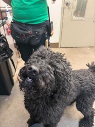 Shelter Stray Male Dog last seen , 4000 N Silverbell Rd, Tucson, AZ 85745, USA