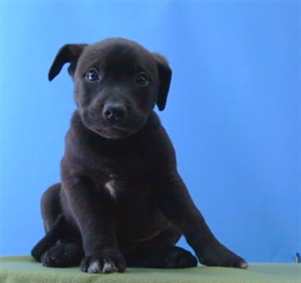 Shelter Stray Female Dog last seen , 216 W Victoria St, Gardena, CA 90248, USA