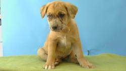 Shelter Stray Female Dog last seen , 216 W Victoria St, Gardena, CA 90248, USA