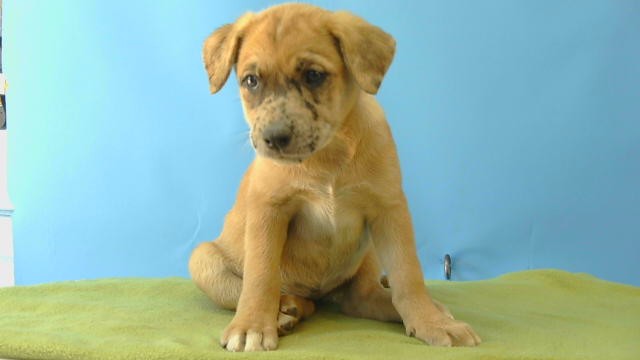 Shelter Stray Female Dog last seen , 216 W Victoria St, Gardena, CA 90248, USA