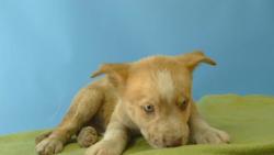 Shelter Stray Male Dog last seen , 216 W Victoria St, Gardena, CA 90248, USA