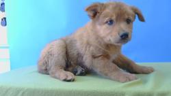 Shelter Stray Female Dog last seen , 216 W Victoria St, Gardena, CA 90248, USA