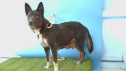 Shelter Stray Female Dog last seen , 216 W Victoria St, Gardena, CA 90248, USA