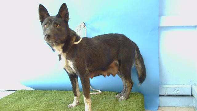 Shelter Stray Female Dog last seen , 216 W Victoria St, Gardena, CA 90248, USA