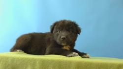 Shelter Stray Male Dog last seen , 216 W Victoria St, Gardena, CA 90248, USA