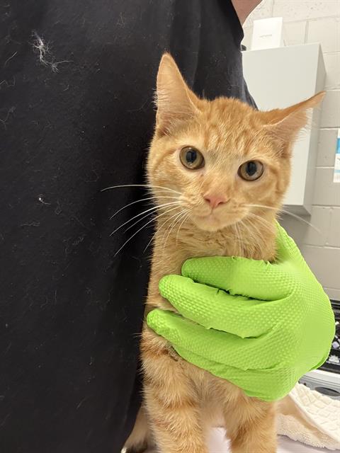 Shelter Stray Male Cat last seen Near , 2600 S Harding St, Indianapolis, IN 46221, USA