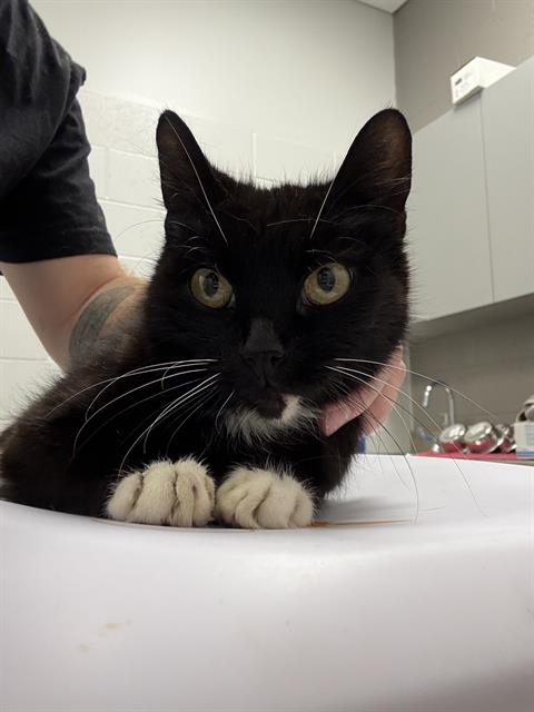 Shelter Stray Female Cat last seen Near, 2600 S Harding St, Indianapolis, IN 46221, USA