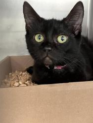 Shelter Stray Female Cat last seen Near BLOCK BLCK E 46TH ST, LONG BEACH, CA 90807, 7700 E Spring St, Long Beach, CA 90815, USA