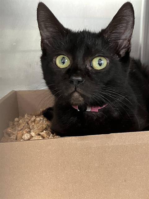 Shelter Stray Female Cat last seen Near BLOCK BLCK E 46TH ST, LONG BEACH, CA 90807, 7700 E Spring St, Long Beach, CA 90815, USA