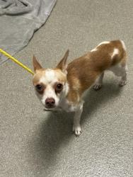 Shelter Stray Male Dog last seen Near BLOCK EXLEY AVE, LAS VEGAS NV 89104, 655 N Mojave Rd, Las Vegas, NV 89101, USA