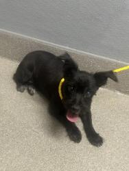 Shelter Stray Female Dog last seen N EASTERN AVE & E WASHINGTON AVE, 655 N Mojave Rd, Las Vegas, NV 89101, USA