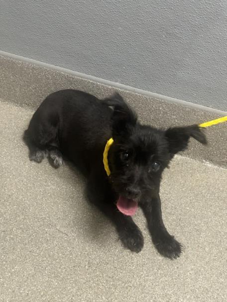Shelter Stray Female Dog last seen N EASTERN AVE & E WASHINGTON AVE, 655 N Mojave Rd, Las Vegas, NV 89101, USA