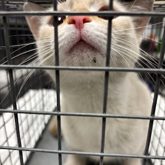Shelter Stray Female Cat last seen Near BLOCK YALE ST, NORTH LAS VEGAS NV 89030, 655 N Mojave Rd, Las Vegas, NV 89101, USA